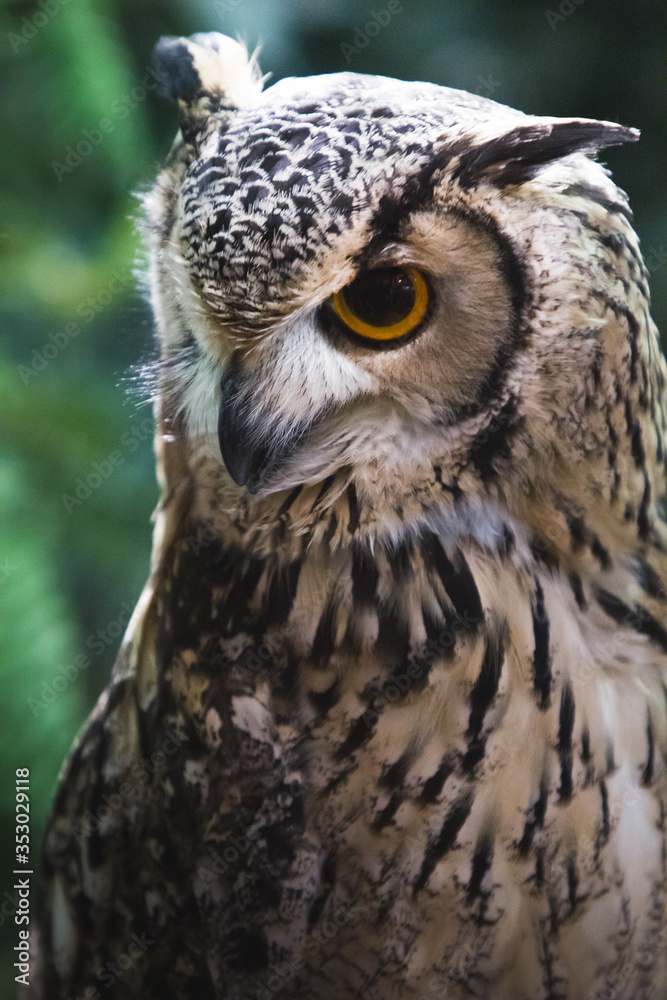 Close up of owl with green background Close up of owl with green background