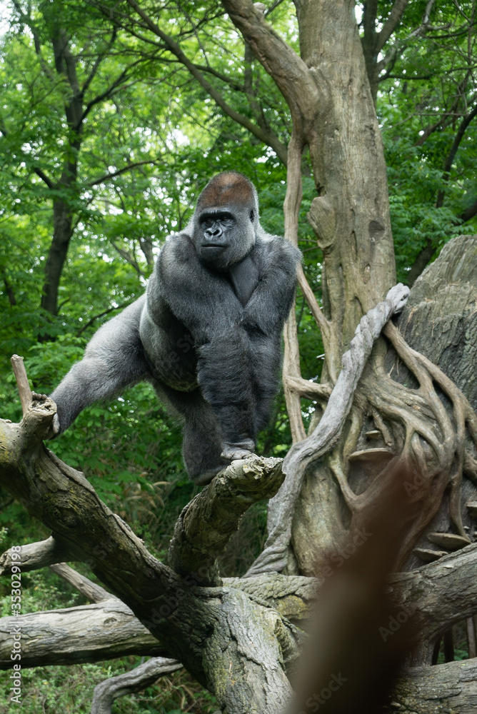Obraz premium Posing Male Gorilla