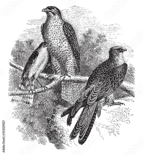 Falcons (animal), vintage illustration.