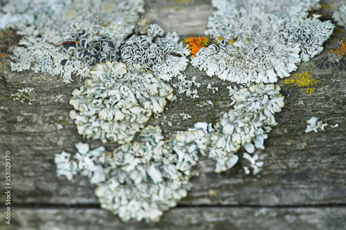 Blurred background. The epiphytic lichen Parmelia Sulcata on the tree in the garden. Mold, lichen on a tree close-up photo