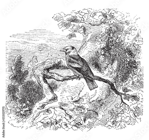 Beak bird, vintage illustration.