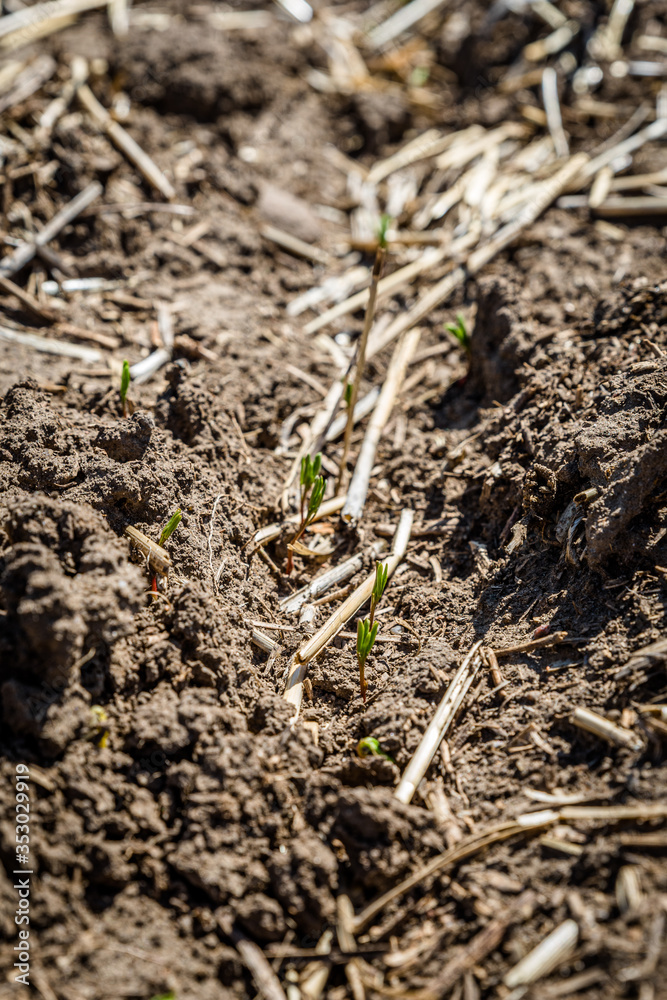 Lentil seedlings just poking through the ground in a farmer’s field in Saskatchewan, Canada (selective focus) Lentil seedlings just poking through the ground in a farmer’s field in Saskatchewan, Canada (selective focus)