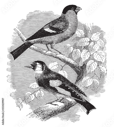 The bullfinch and The goldfinch, vintage illustration.