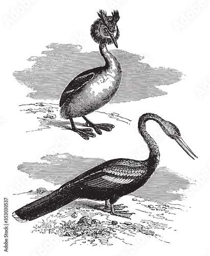 Horned grebe and aningha, vintage illustration.