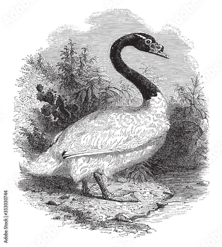 Black-necked swan, vintage illustration.