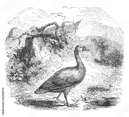 Goose bird, vintage illustration.