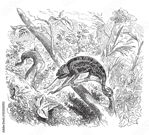 Chameleon animal, vintage illustration.