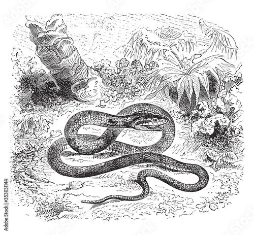 Ahaetulla nasuta, vintage illustration. photo