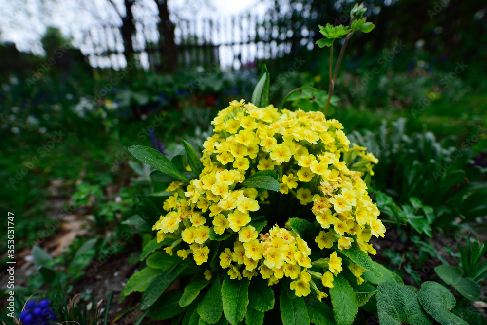 Φωτογραφία bunch of yellow primroses in the garden in the background with a fence