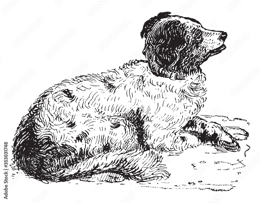 Fotografie Spaniel (Dog), vintage illustration.