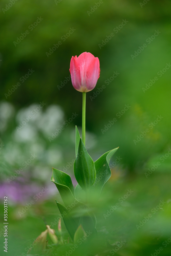 red tulip, lonely in the garden, spring in the garden, garden, green background