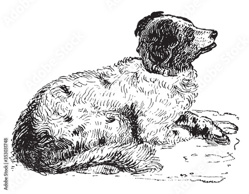 Spaniel (Dog), vintage illustration.