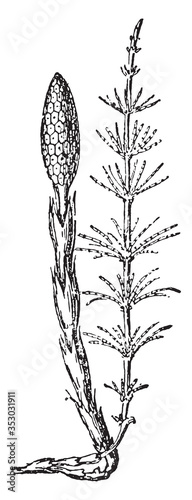 Equisetum, vintage illustration.