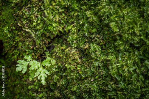 beautiful green moss grown cover on the stones and floor in the forest. concept nature selecttive focus