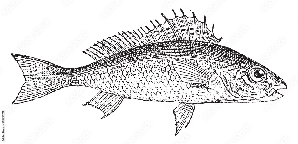 Fotografie Ruffe fish, vintage illustration.