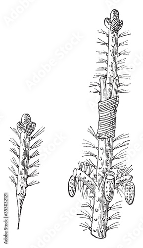 Slotted graft, herbaceous for softwood trees, vintage illustration.