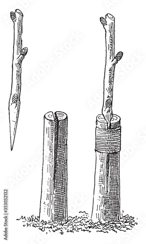 Slit graft, simple, vintage illustration.