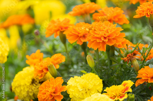 beautiful marigolds flowers bloom in the garden nature background. (Tagetes erecta, Mexican marigold, African marigold)