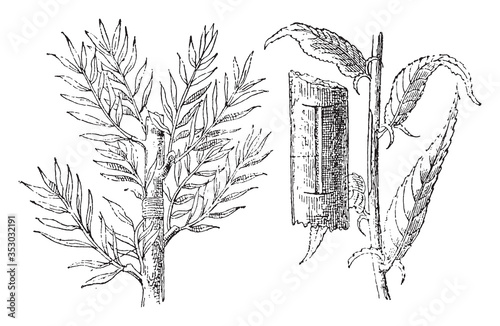 Herbaceous grafting, vintage illustration.