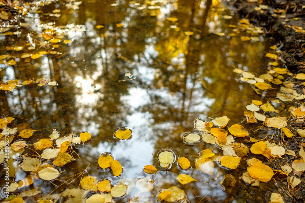 Autumn leaves in a puddle in which the sky is reflected