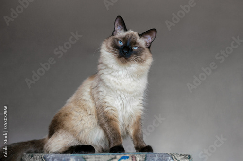Beautiful balinese cat with blue eyes and long hair photo