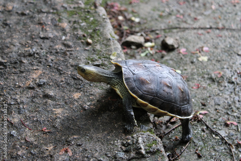 Obraz premium Persistent turtle climbing up onto a wet concrete step