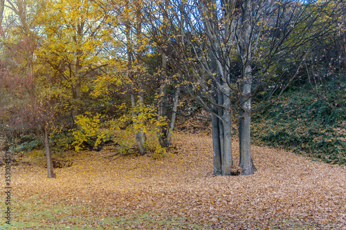 trees golden leaves autumn sunrays colorful mountains blue skies hills floor