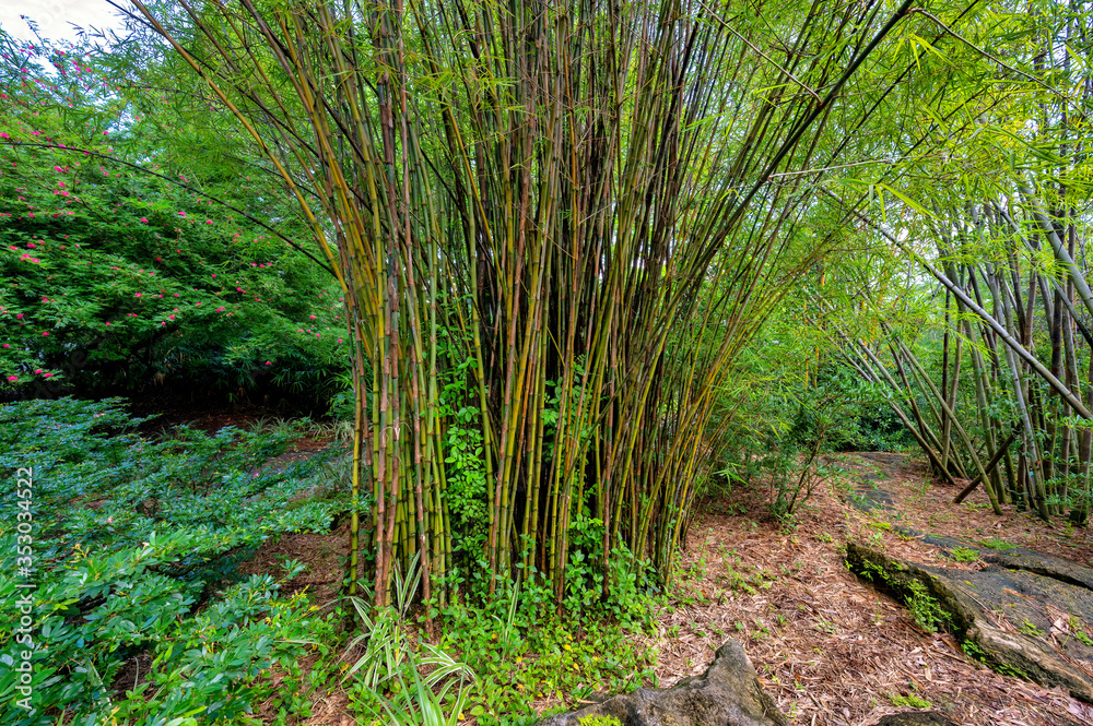 Obraz premium Bamboo grove