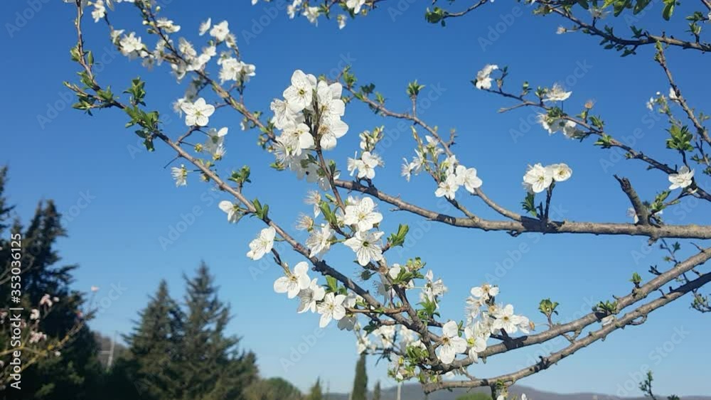 Panning shot of a Cherry tree during early spring season. Blue sky background of Countryside hills of Tuscany, Sieci Pontassieve. Italy Panning shot of a Cherry tree during early spring season. Blue sky background of Countryside hills of Tuscany, Sieci Pontassieve. Italy