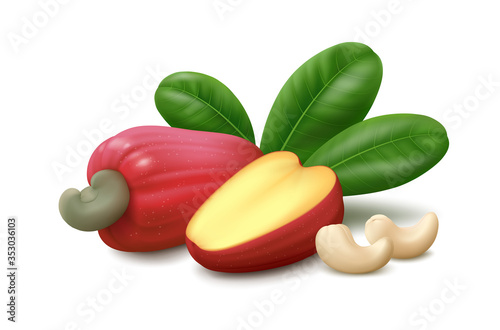 Fresh whole and half cashew fruit (apple), leaves and kernels (nuts) isolated on white background. Realistic vector illustration. photo