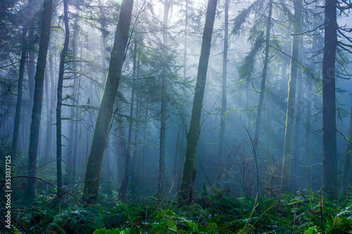 sunbeams in foggy forest