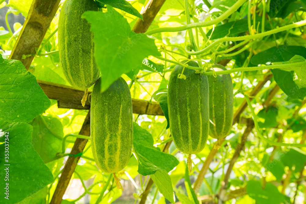 Φωτογραφία Winter Melon (Wax Gourd) is also known as white gourd and winter gourd, in organic garden, ready to harvest