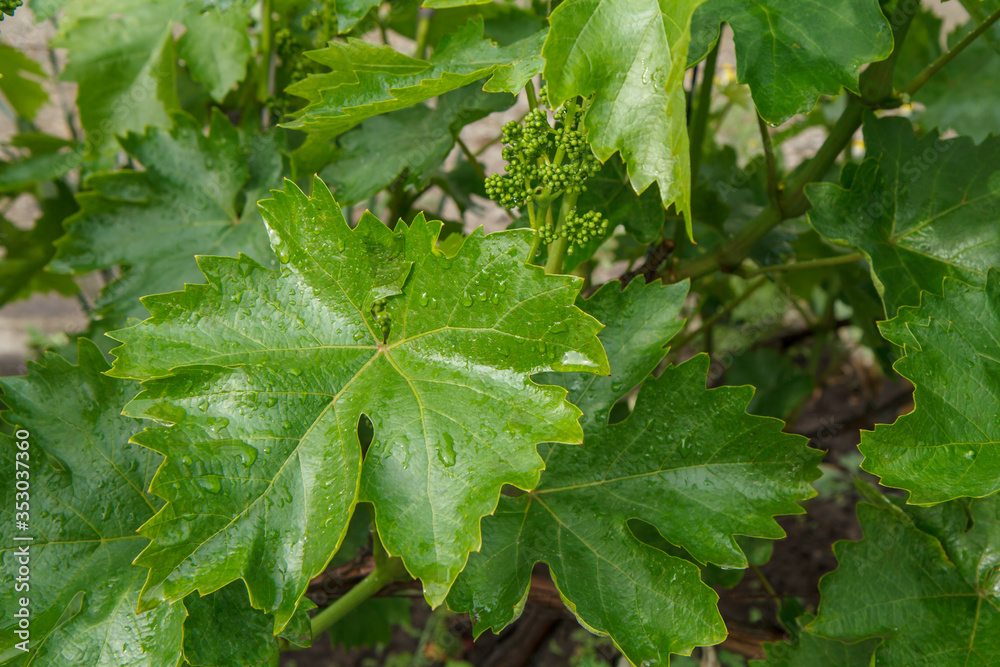 Grape leaves with water drops in the garden. Grape leaves with water drops in the garden.