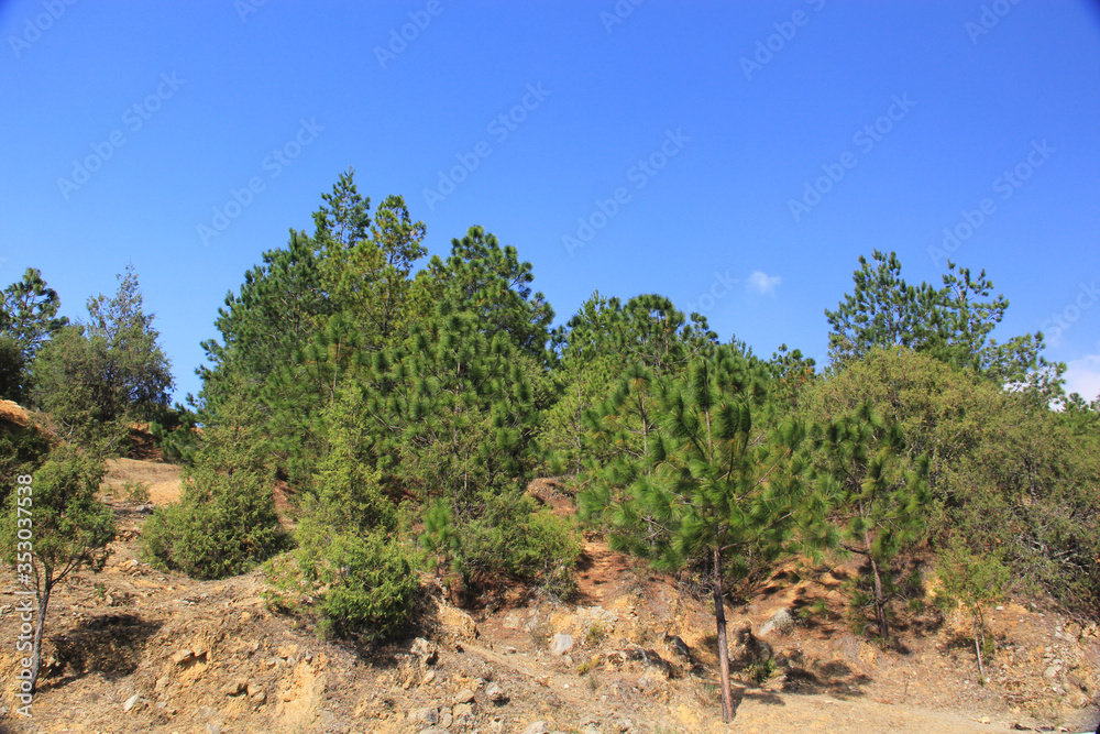 Carretera en Zimapan Hidalgo México con bosque y montañas Carretera en Zimapan Hidalgo México con bosque y montañas