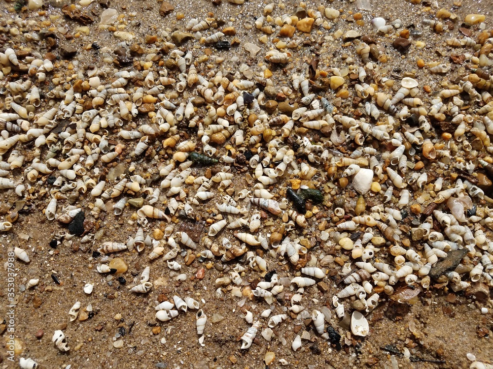wet shells on beach shore with sand