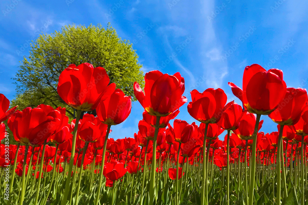 Obraz premium Beautiful red flowers, tulips. Field of tulips with clear blue sky. Summer, blossom concept. Copy space. Postcard with flowers