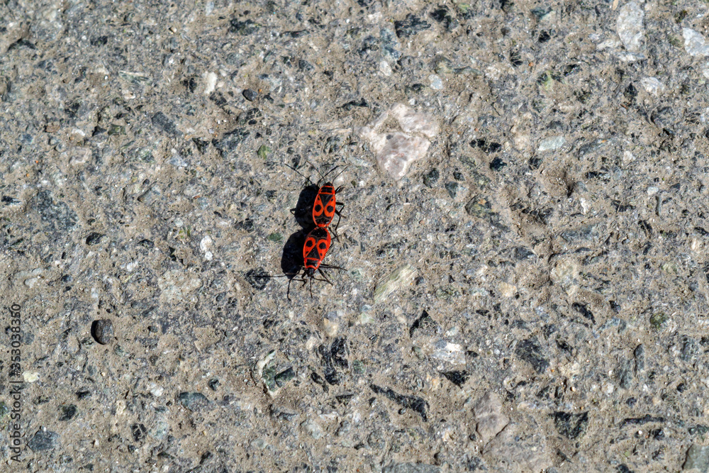 Animal wildlife. Two firebug connecting together. Macro photography Animal wildlife. Two firebug connecting together. Macro photography
