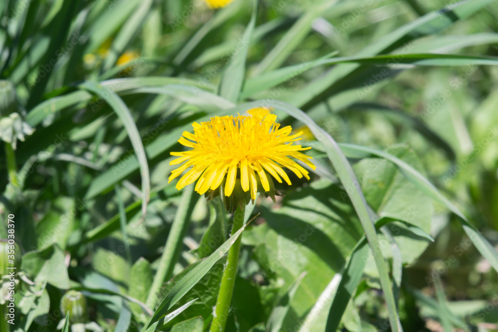 Single flower dandelion on background of green meadow Single flower dandelion on background of green meadow