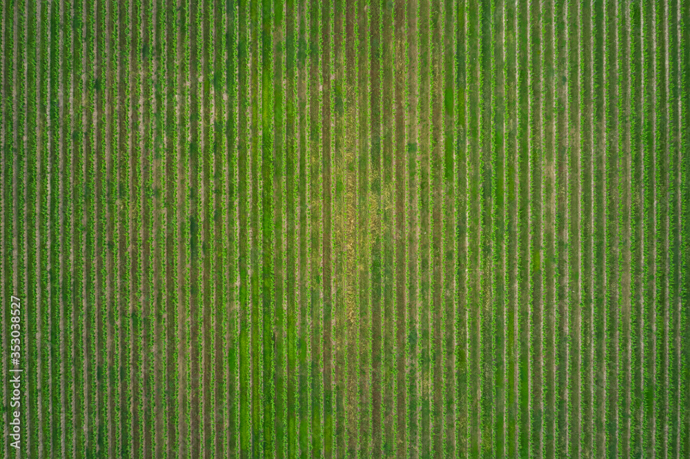 Flat lay, green grape plantation in the north of Italy. Vertical strip. High altitude Flat lay, green grape plantation in the north of Italy. Vertical strip. High altitude