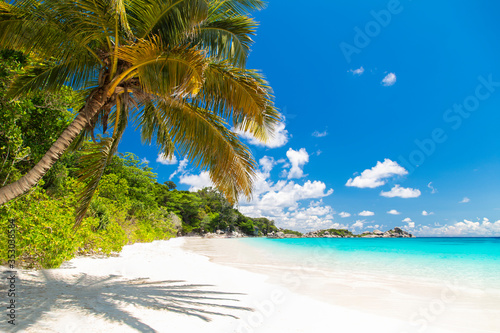 Touched tropical beach in similan island Coconut tree or palm tree on the Beach.