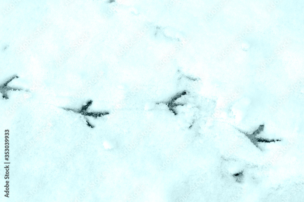 Imprints of bird paws on the snow close-up. Top view. Natural winter background blue color toned
