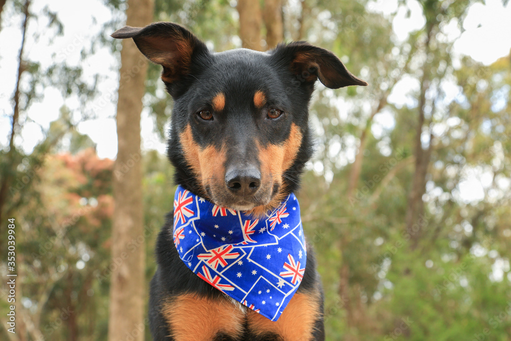 Beautiful black and tan Kelpie (Australian breed of sheepdog) wearing an Australian flag