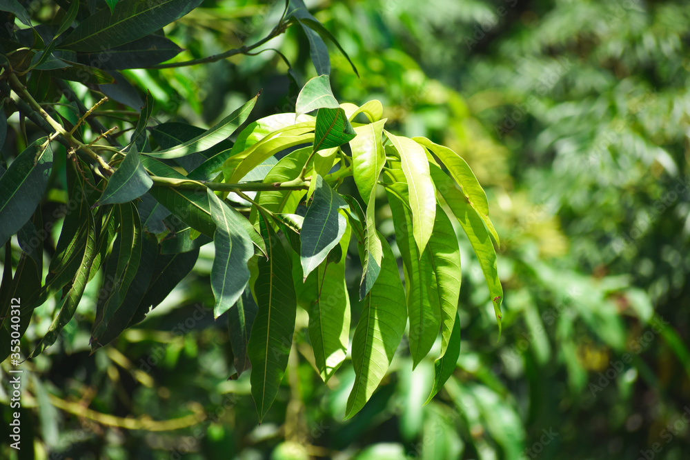 selective focused view of leaves selective focused view of leaves