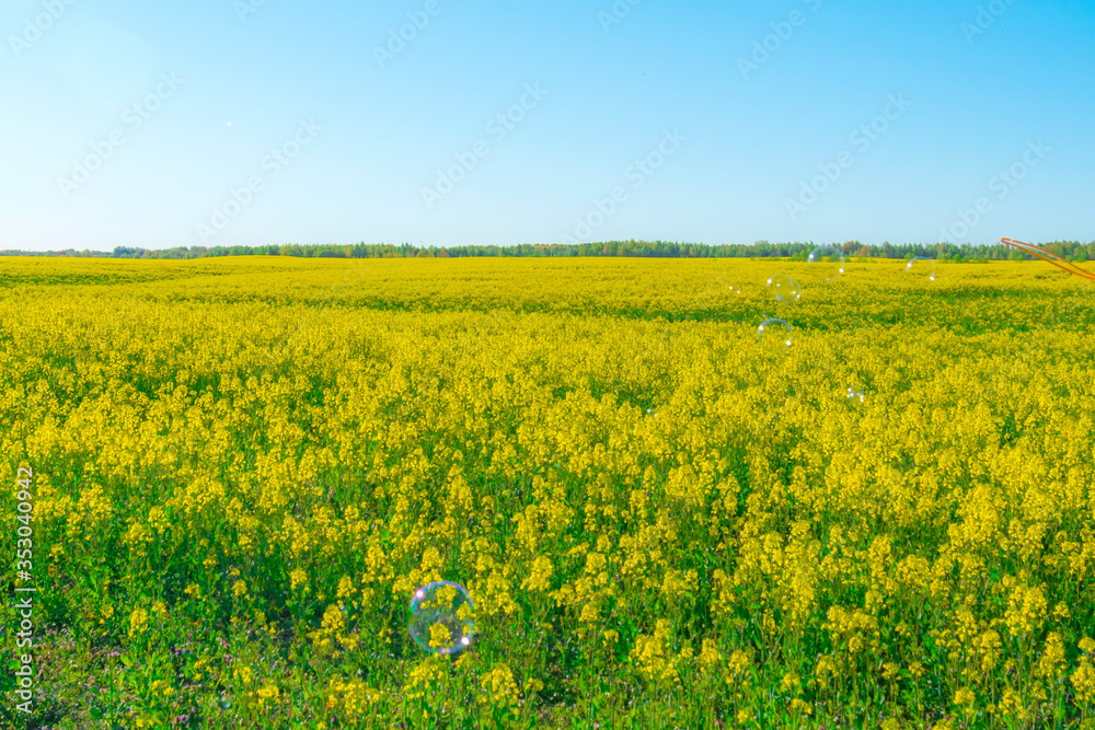 Amazing bright colorful spring and summer landscape for wallpaper. Yellow field of flowering rape against a blue sky . Natural landscape background