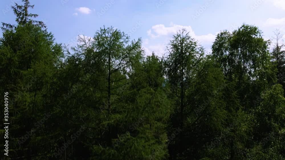 Panning shot from forest floor up to the tree tops of dense dark green hilly forest with blue sky and village in valley Panning shot from forest floor up to the tree tops of dense dark green hilly forest with blue sky and village in valley