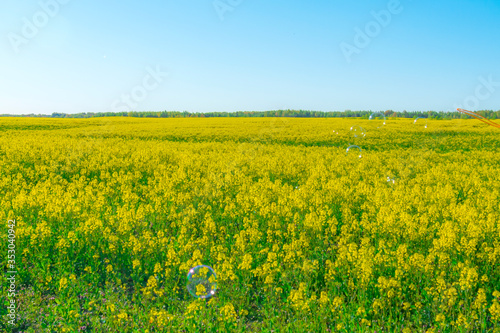 Amazing bright colorful spring and summer landscape for wallpaper. Yellow field of flowering rape against a blue sky . Natural landscape background © Alena