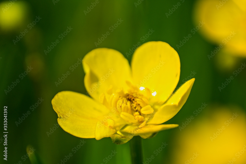 yellow buttercup flower on a green background yellow buttercup flower on a green background