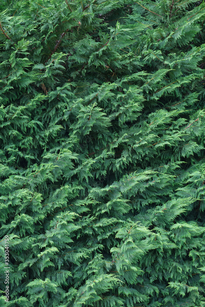 Texture of western thuja. Close-uph