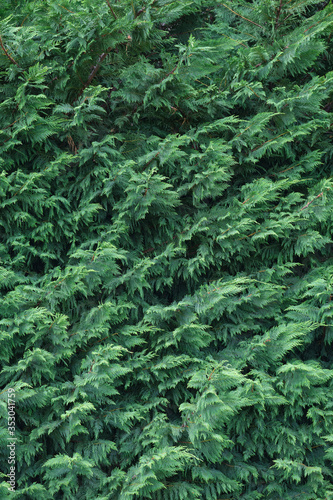 Texture of western thuja. Close-uph