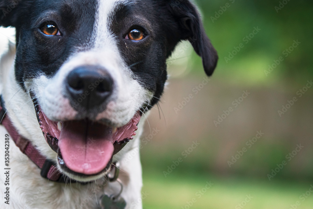Close up of Border Collie crossbred with negative space